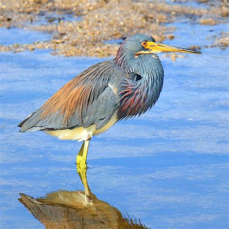 Tri Colored Heron Photograph by John Absher