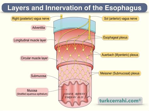 Anatomy of the Esophagus | turkcerrahi.com/en