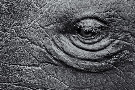 Rhino Eye. Wildlife Museum, Tucson, Arizona, 2015 – The Photography ...