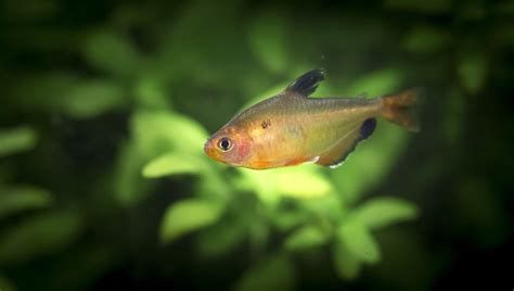 Serpae Tetra {Hyphessobrycon eques} Care Guide - Aquariadise