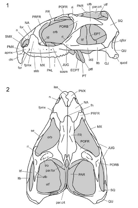 Skull of Sphenodon. 2.1 lateral view (specimen OMNH 908). 2.2 Dorsal ...