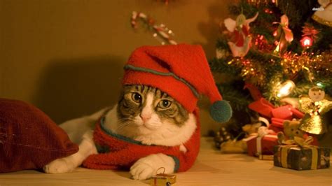 Christmas Cat Wallpapers - Wallpaper Cave