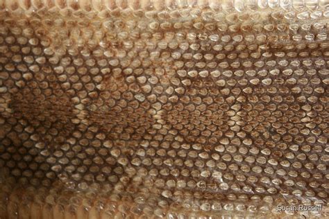 "Rattlesnake Skin" by Susan Russell | Redbubble