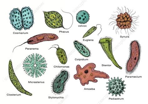 Microorganisms, Illustration - Stock Image C030/7418 - Science Photo Library