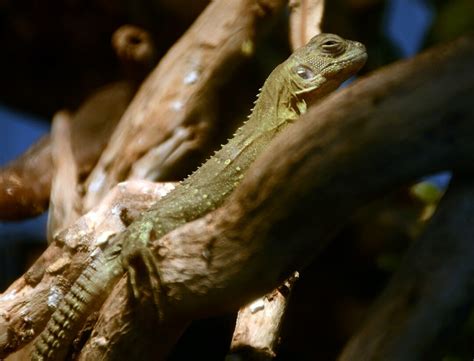 10 Must-Have Iguana Tanks for the Perfect Reptile Habitat