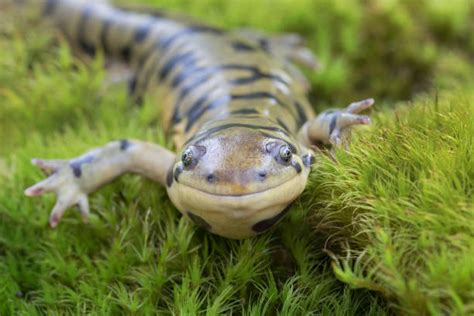 Salamander Stock Photos, Pictures & Royalty-Free Images - iStock