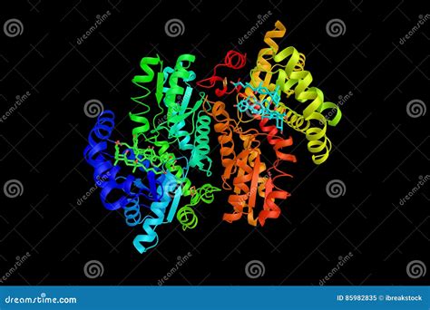 Ferrochelatase, an Enzyme Thatcatalyses the Eighth and Terminal Stock Illustration ...