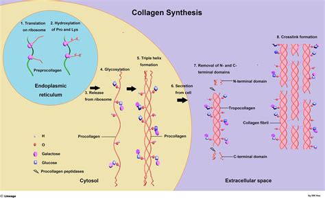 Type 4 Collagen Disease - Captions Trending Update