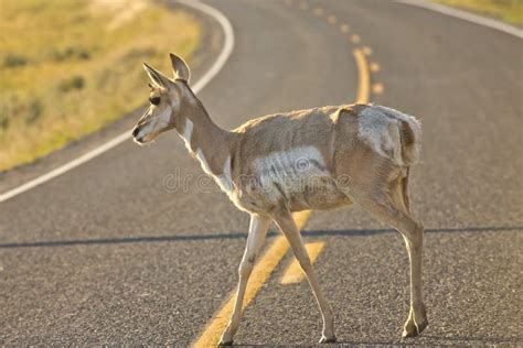 Young pronghorn deer stock image. Image of natural, nature - 32210251