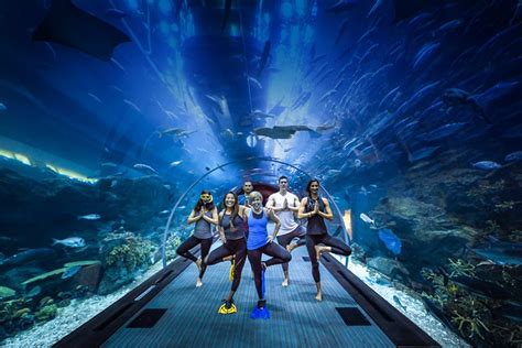 Dubai Mall Aquarium Tickets | Best Price Guaranteed