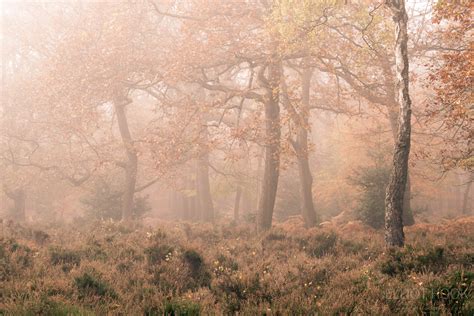 Autumn Woodland at Burnham Beeches - Elliot Hook Photography