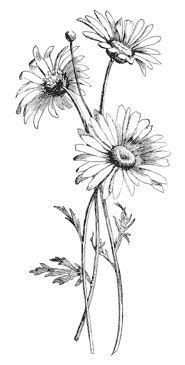 8 Daisy flower drawing ideas | flower drawing, daisy flower drawing, daisy flower