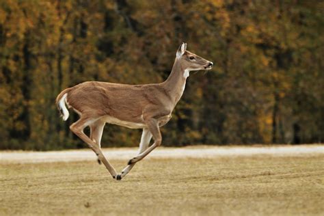 White-tail Doe Running In Fall Free Stock Photo - Public Domain Pictures
