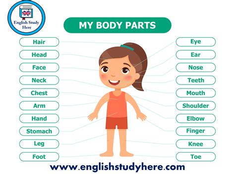 Body Parts With Pictures / Body Parts : Match words and pictures (matching exercise) and write ...