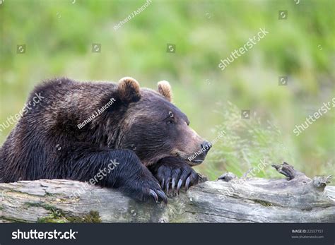 Side View Of Grizzly Bear Resting On Paws On A Log Stock Photo 22557151 ...