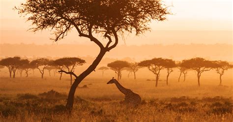 African Wildlife Wallpaper