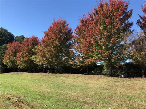 Enjoying a Southern Fall with a drive to the Blue Ridge Parkway!