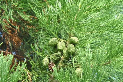 Sequoiadendron giganteum | Big tree, Giant Sequoia, Sierra redwood ...