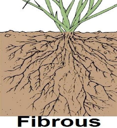 If a plant has fibrous root, what type of venation do its leaves likely ...