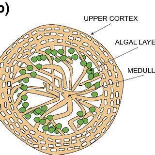 General internal structure of lichen thallus: a foliose, b fruticose ...