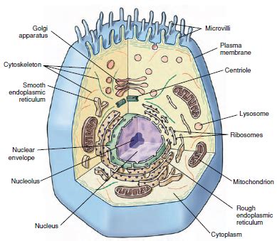 Components of Eukaryotic Cells and Their Functions | Organization of Cells | Cells as Units of ...