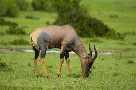 Topi Antelope stock image. Image of nature, masai, savanna - 29048407