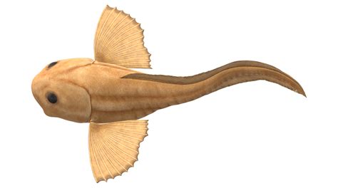 Mariana Snailfish isolated on a Transparent Background 23835832 PNG