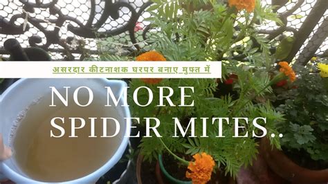 Spider mites/ जाला मकड़ी treatment on plants / Homemade Pesticide for Plants/ FreeOrganic ...