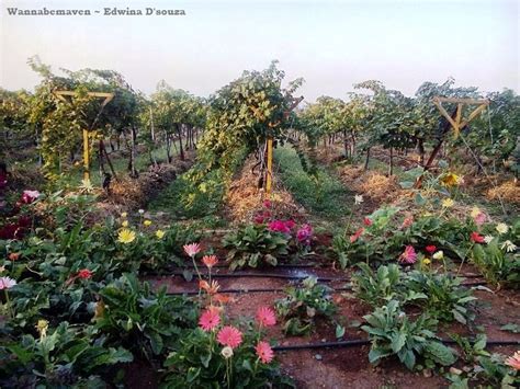 Sula Vineyards Tour: Day Trip from Mumbai ~ Wannabemaven