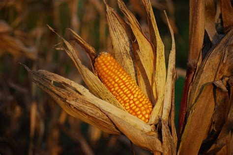 Tips to Producing Food-Grade Corn, part 2 – Disease Identification ...