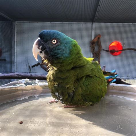 Blue-headed Macaw Parrot - Pet shop near me - Types of parrots.