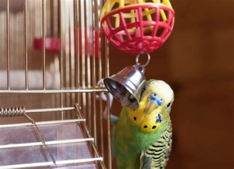 Must Have Bird Supplies for Your Pet Bird | PetMD