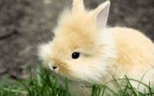 Cute Rabbit-GIFs | Tenor