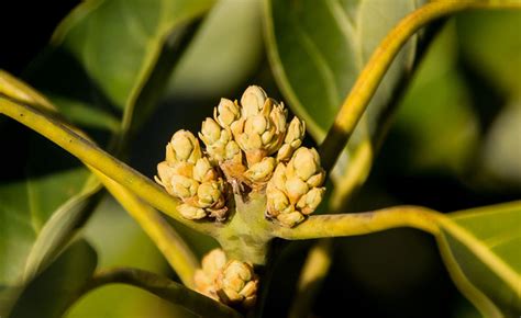 avocado_flower - AvoSeedo - Grow your own Avocado Tree!