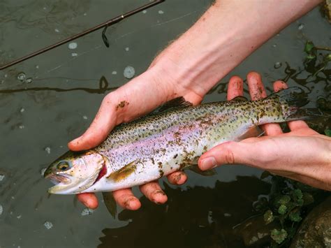 Rainbow Trout Fishing North Texas - Unique Fish Photo