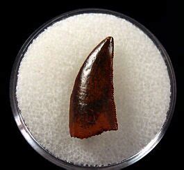 Moroccan Abelisauridae tooth for sale | Buried Treasure Fossils