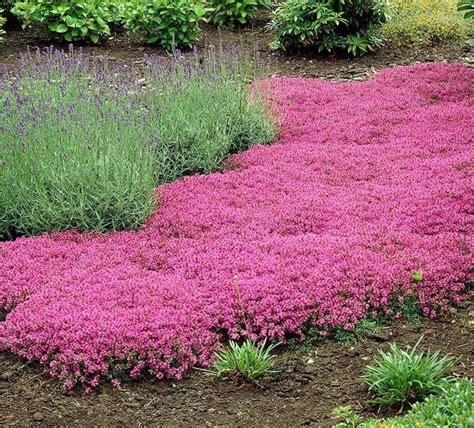 15 Best Flowering Ground Covers for Sun