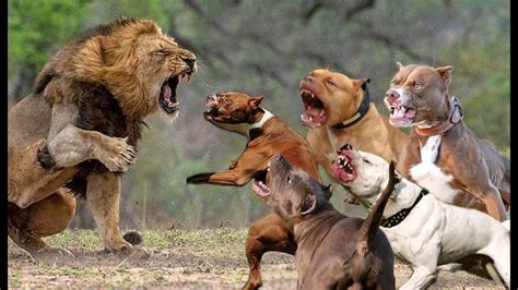 5 Pitbull VS Lion Real Fight - Trained Pitbull Dogs Against Lion - YouTube