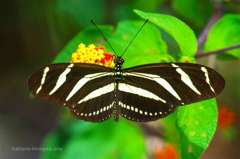 Zebra Longwing Butterfly | Nature and wildlife image collection