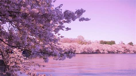 Sakura Spring Wallpapers - Wallpaper Cave