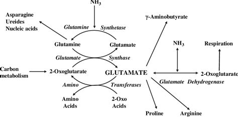 amino acid metabolism | Semantic Scholar