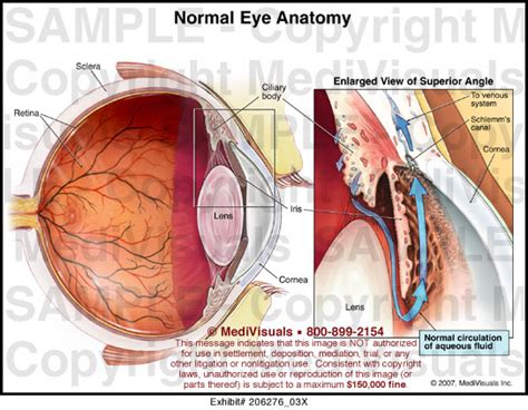 Medivisuals Normal Eye Anatomy Medical Illustration