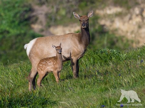 Point Reyes Wildlife - Fascination Wildlife