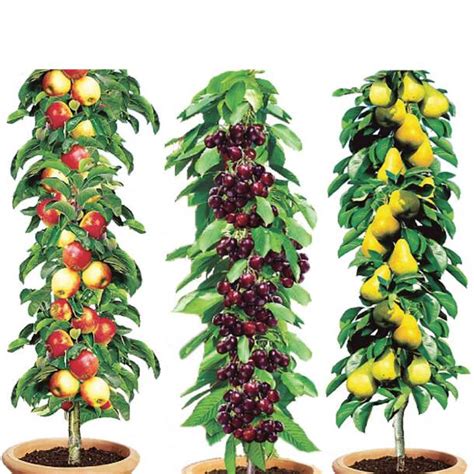 Column Fruit Trees (Set of 3) | Easylife