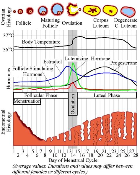 Corpus Luteum - Definition and Function | Biology Dictionary