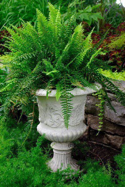 How To Grow Ferns In The Perennial Shade Garden | Shade garden, Shade perennials, Shade plants