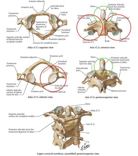 Head and Neck Anatomy: Atlanto-axial Joint