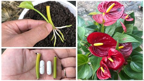 Instructions for using Anthurium Andreanum leaf petioles for ...