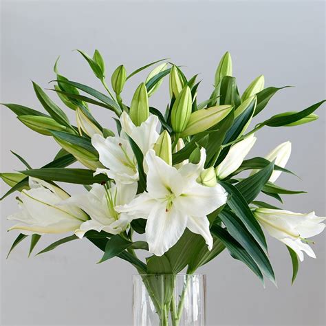 Elegant calla lily for the perfect bridal bouquet – Security Represents