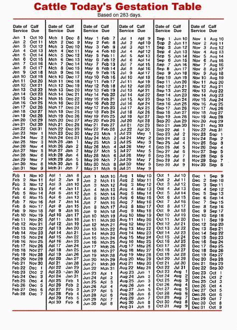 Gestation Table for Cattle! It's still a good estimate, even though a Lowline's gestation period ...
